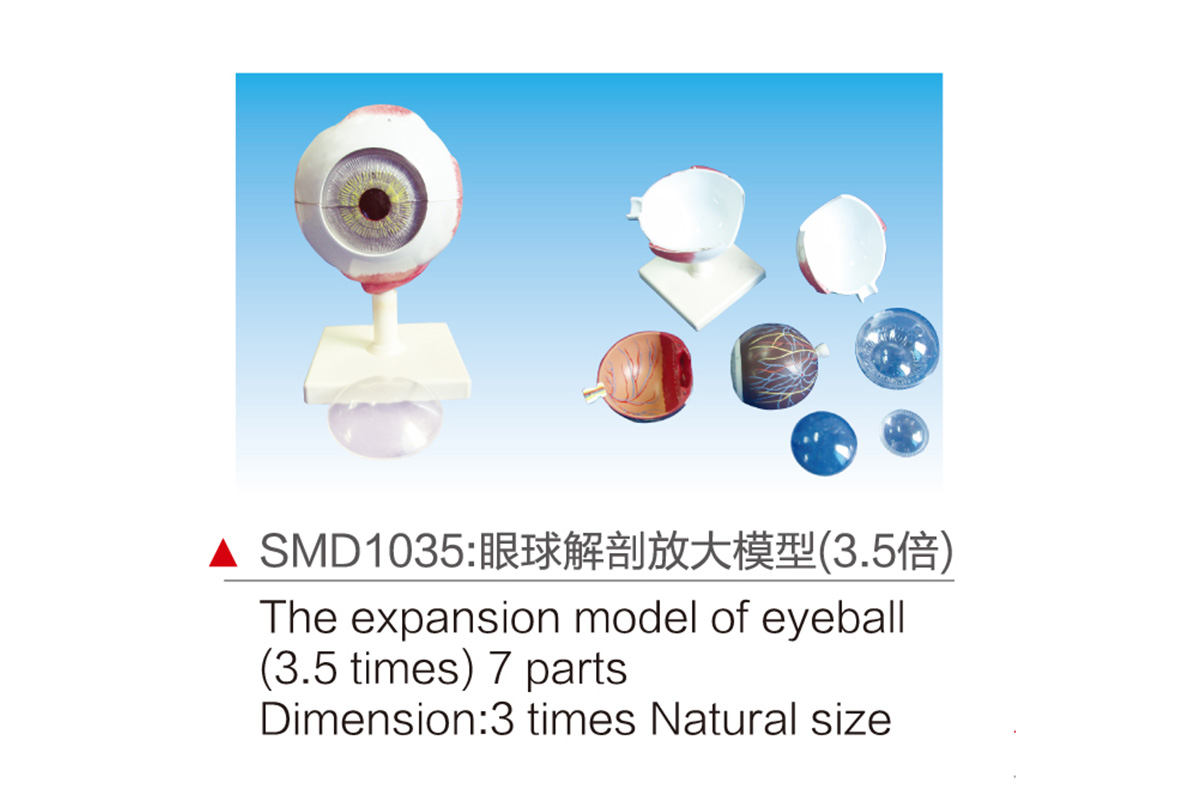 SMD1035：眼球解剖放大模型（3.5倍）