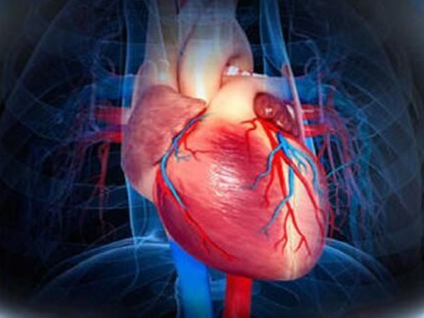 Cell: Breakthrough! Scientists identify key gene that is expected to promote cardiomyocyte regeneration to form heart tissue!