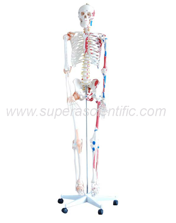 SA-101A Skeleton with Muscles and Ligaments 180cm Tall