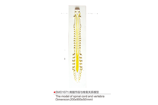 SMD1071：脊髓节段与椎骨关系模型