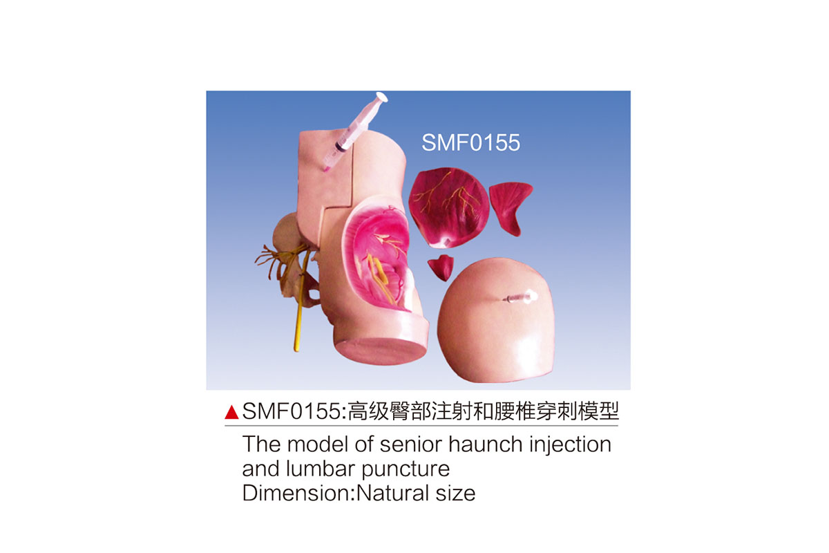 SMF0155:高级臀部注射和腰椎穿刺模型