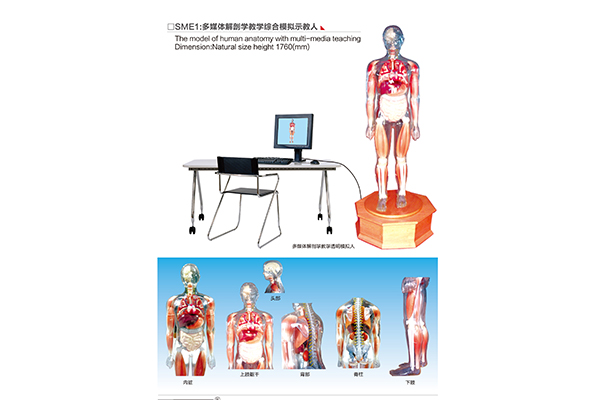 SME1 The model of human anatomy with multi-media teaching