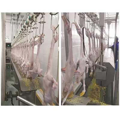 Poultry Processing Line- Feet Scalding&Peeling
