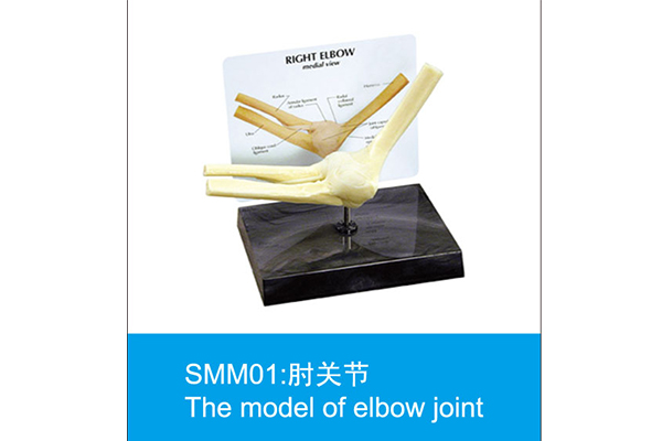 SMM01：肘关节
