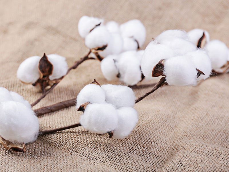 棉纤维特性和性能