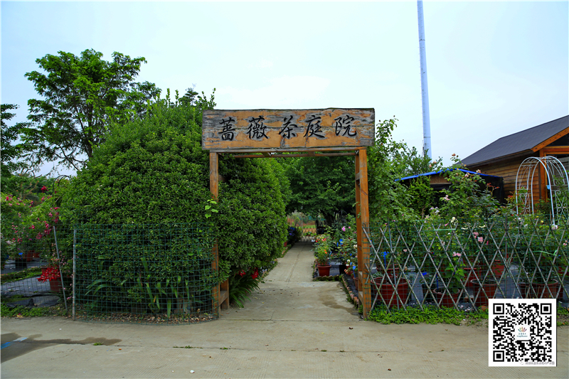 蔷薇茶庭院