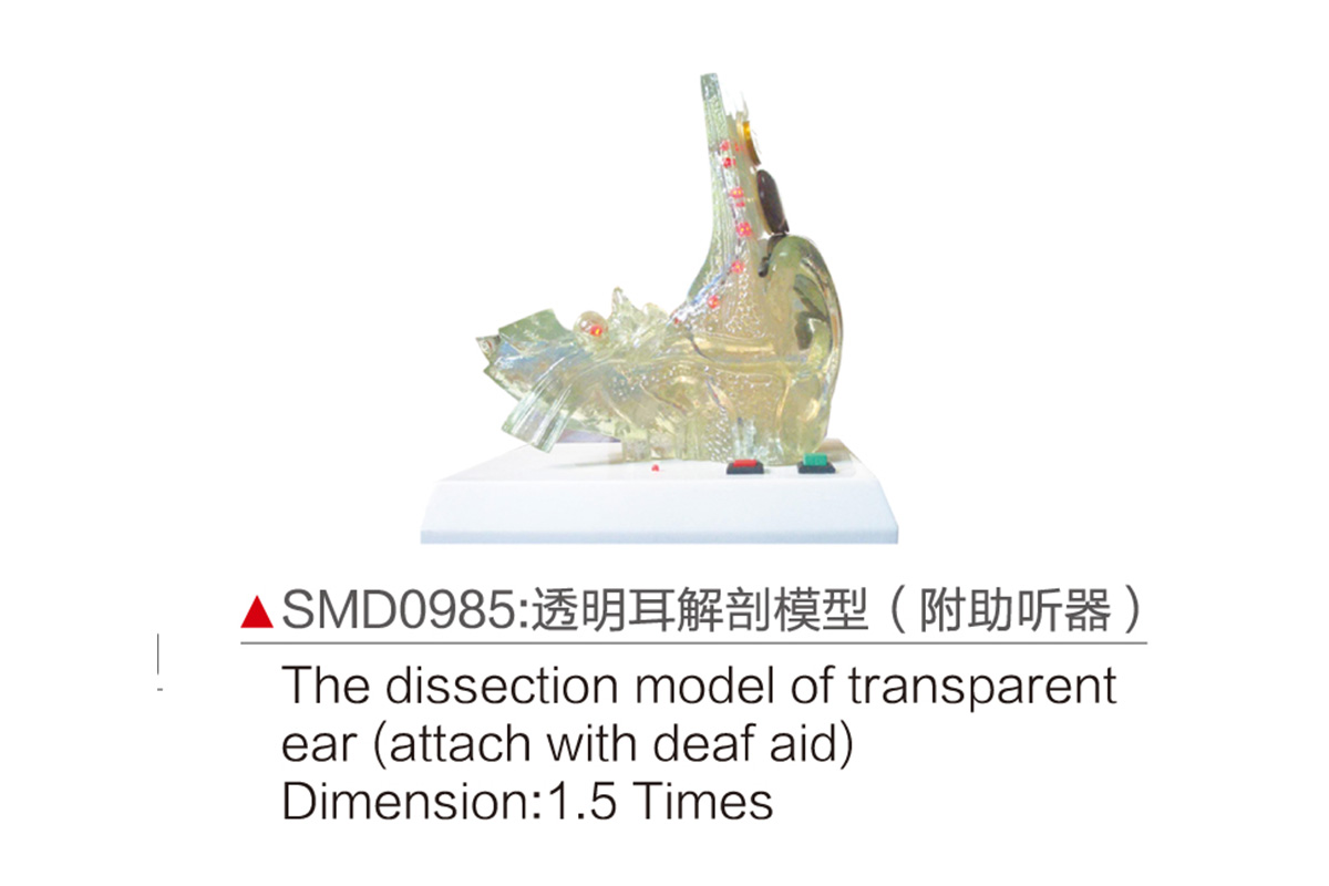 SMD0985：透明耳解剖模型（附助听器）