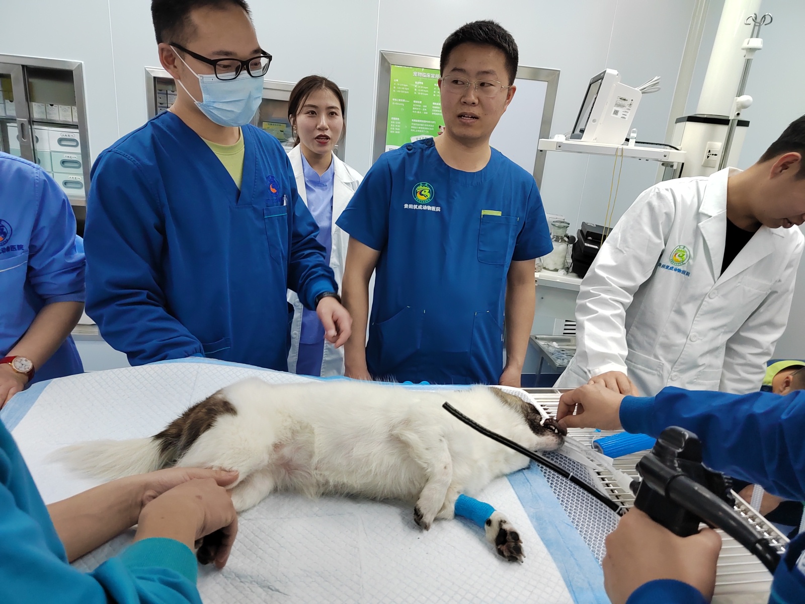 TK-VETKIT Endoscopy Sharing Meeting in Guiyang Animal Hospitals