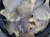 Grey Oyster Mushroom in Brine