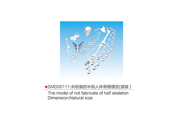 SMD00111  未组装的半侧人体骨骼模型(袋装)