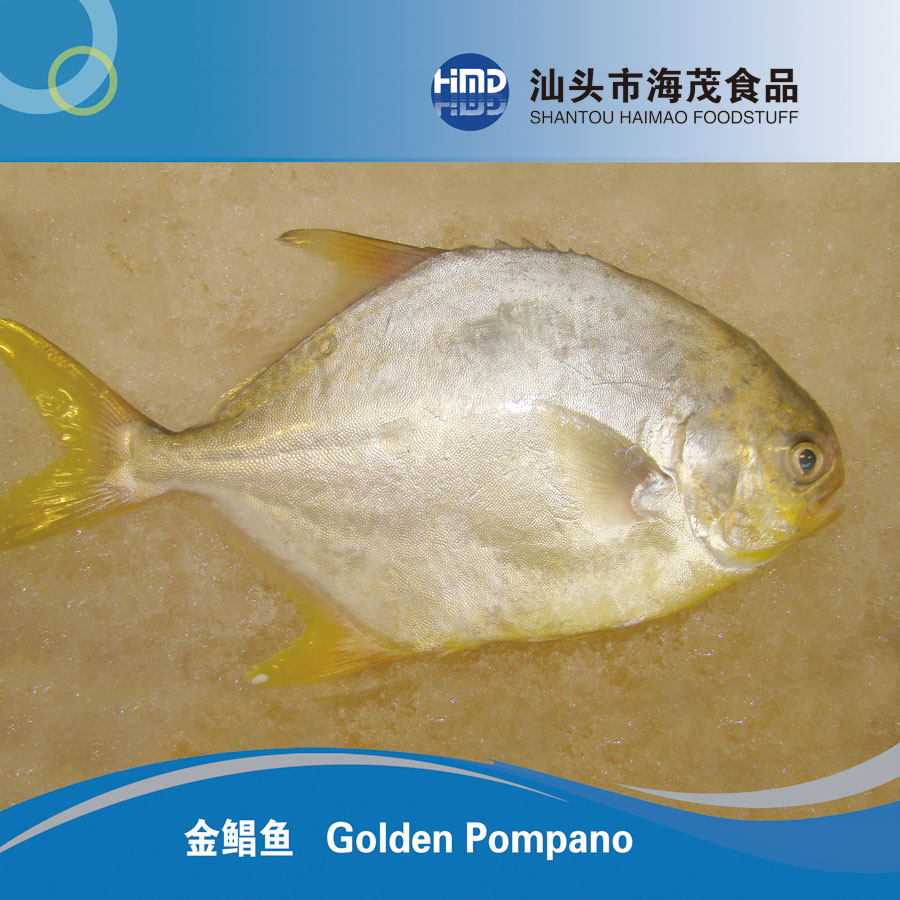 金鯧魚