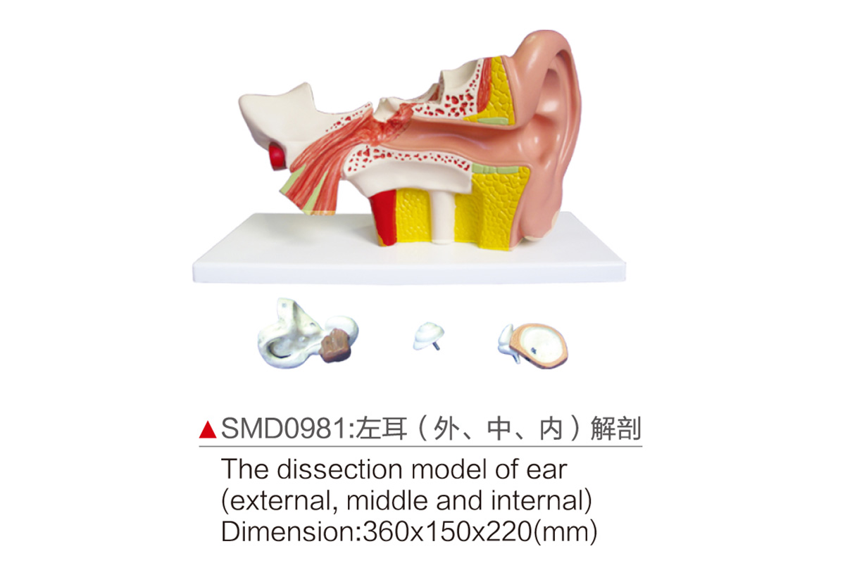 SMD0981：左耳（外、中、内）解剖