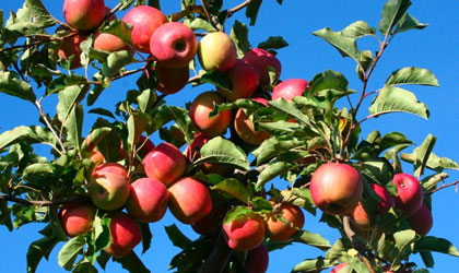 法国苹果再遇极端天气 酷暑或导致水果尺寸偏小