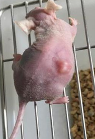 皮下移植肿瘤模型小鼠（Subcutaneous Transplantation Tumor）