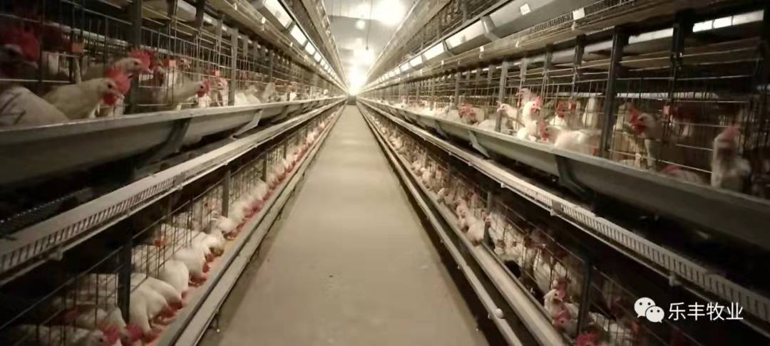 未来蛋鸡产业发展趋势