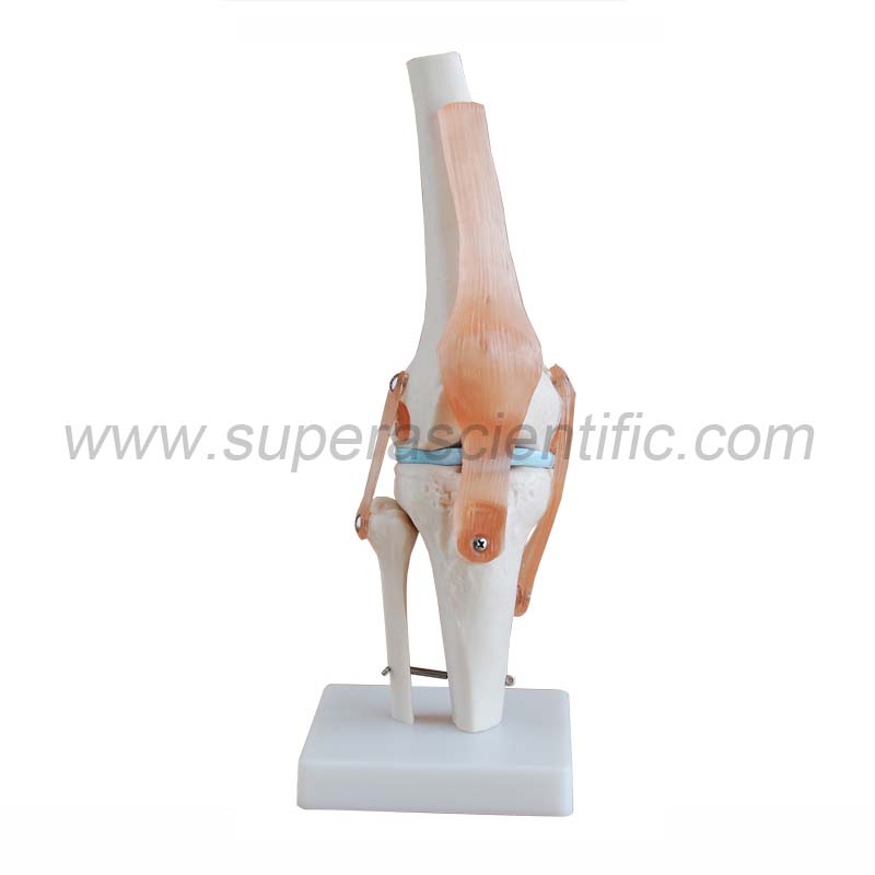 SA-111 Life-Size Knee Joint