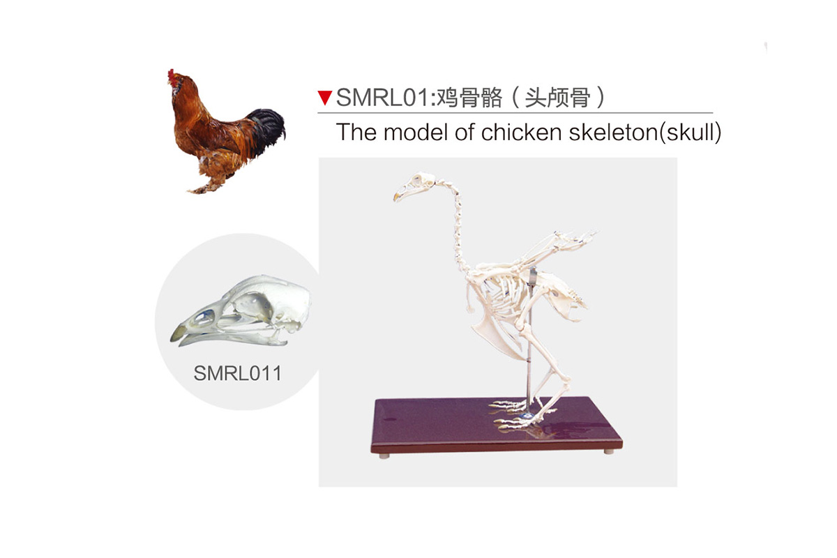 SMRL01:鸡骨骼（头颅骨）
