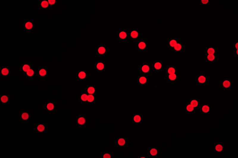 Fluorescent polystyrene microsphere