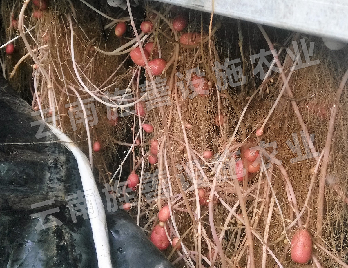 无土栽培-马铃薯雾化育种苗床内部