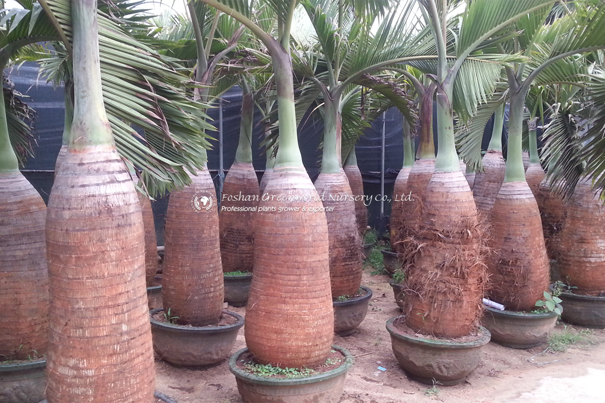 Hyophorbe Lagenicaulis bottle palm trees