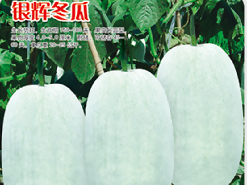Yinhui White gourd
