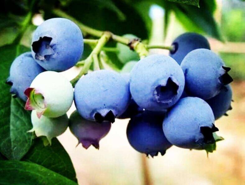 蓝莓种植的技术
