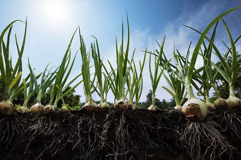 洋葱的需肥特点是什么？种植洋葱应该如何施肥？