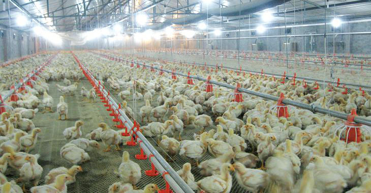 Nine Key Points of Daily Management of Broiler Breeding