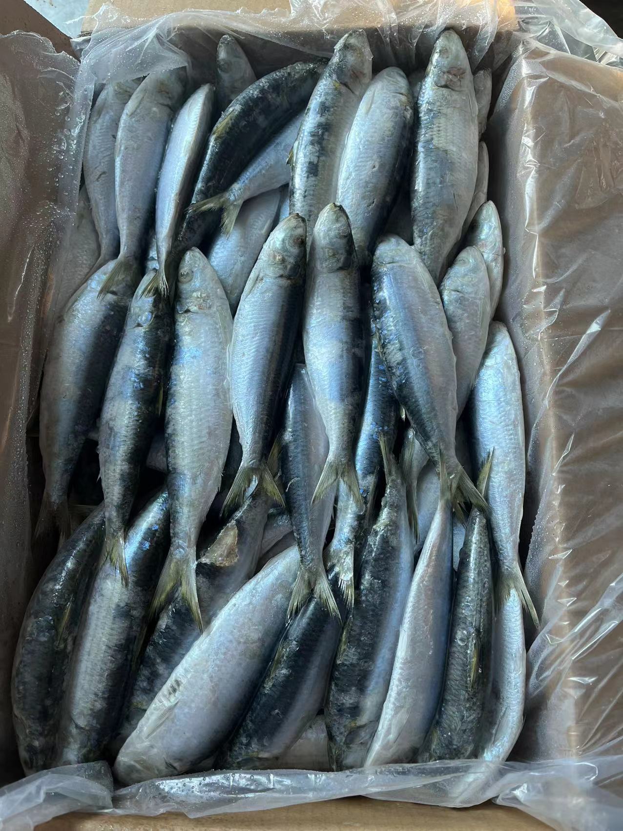 Sardine Fish (2)