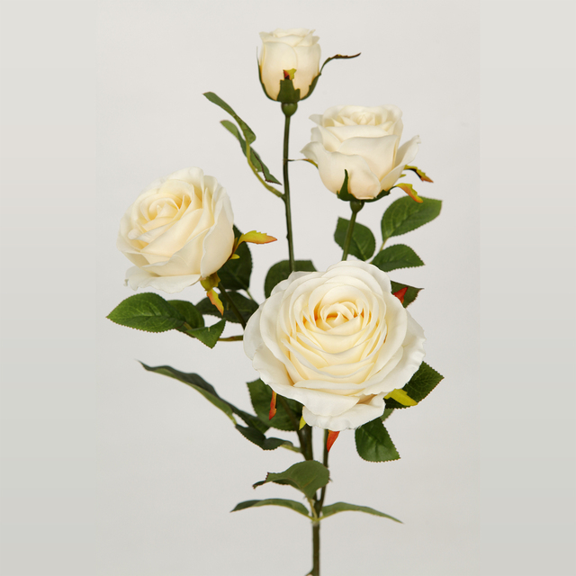 The Zhen hui rose manufacturers introduce the status of roses