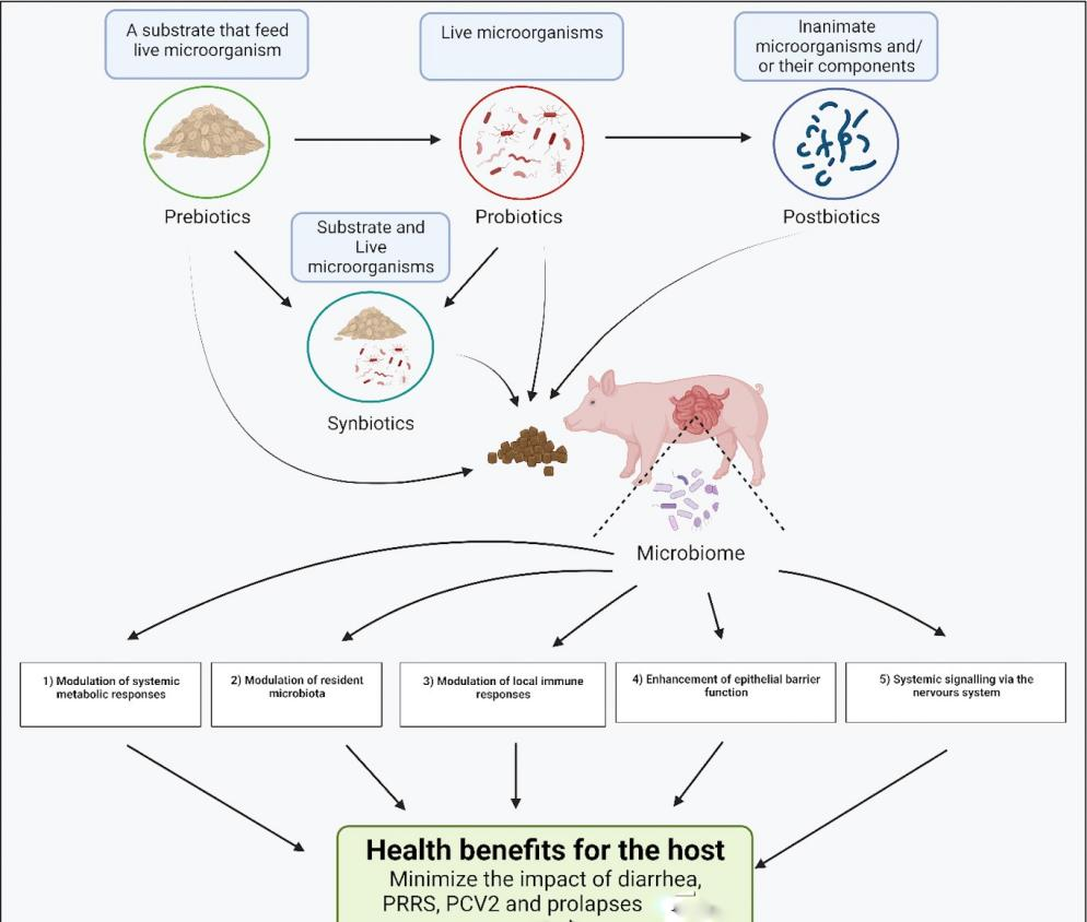 Defining probiotic, prebiotic, synbiotic and postbiotic in swine feed 