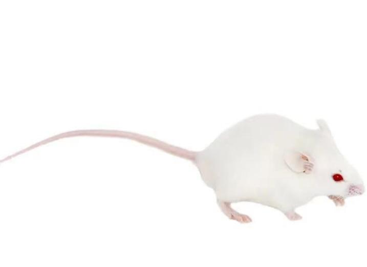 NIH Mice（NIH小鼠）