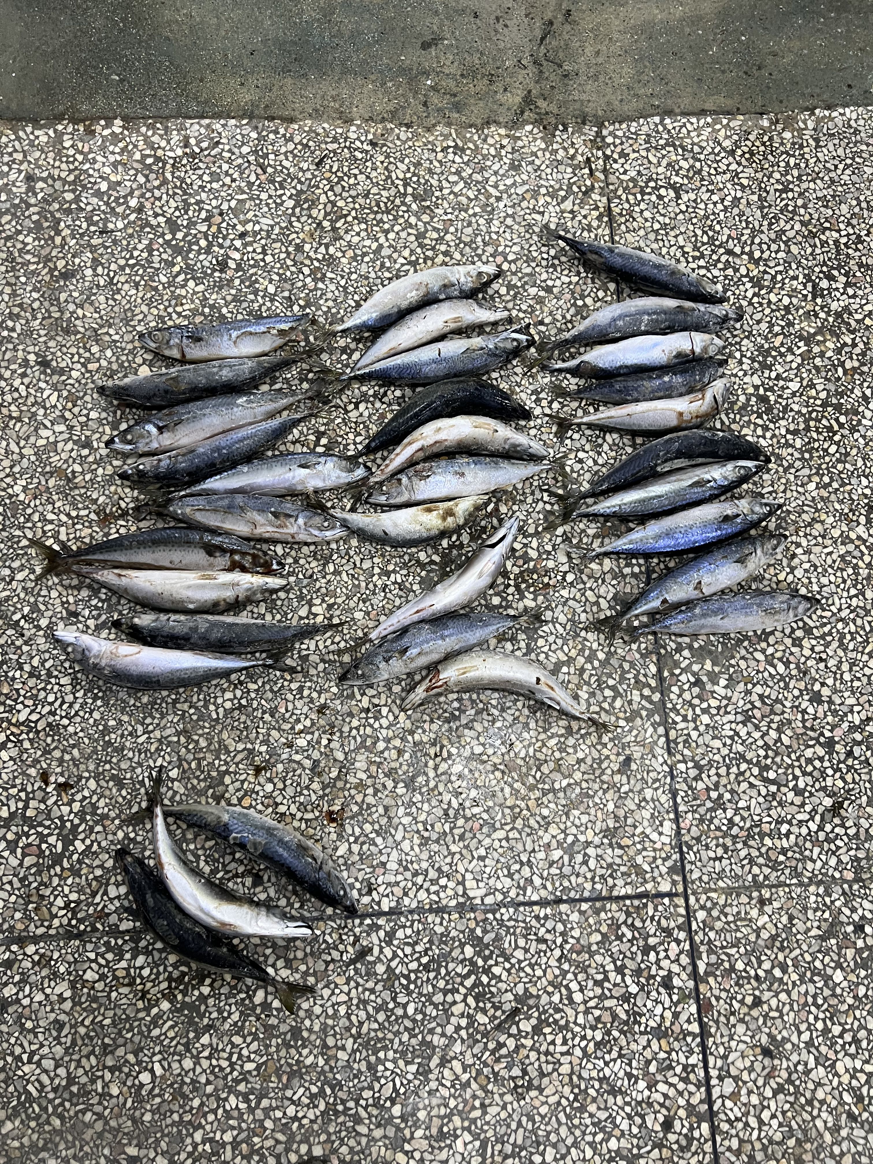 pacific mackerel (4)