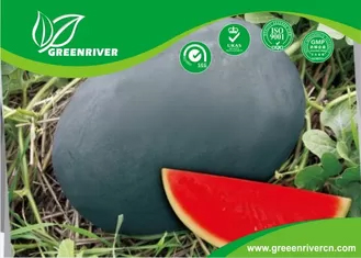 بذور البطيخ العضوية الخضراء الداكنة مع نسبة السكر 11.5٪ ، أسود  