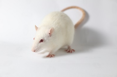 Sprague dawley Rats (SD大鼠)