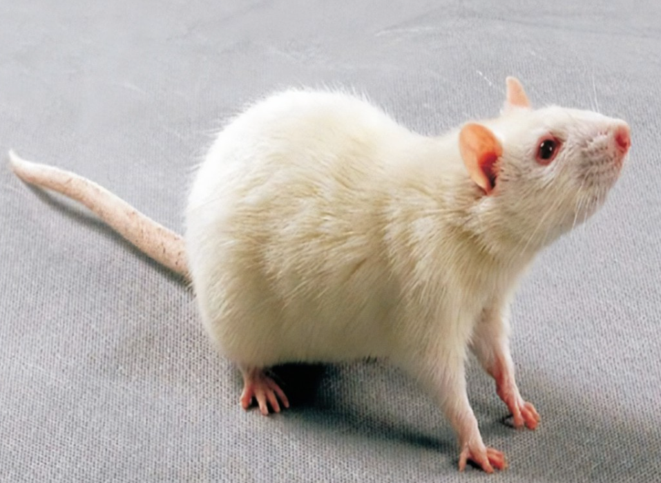 为科研做出贡献的动物们—F344大鼠