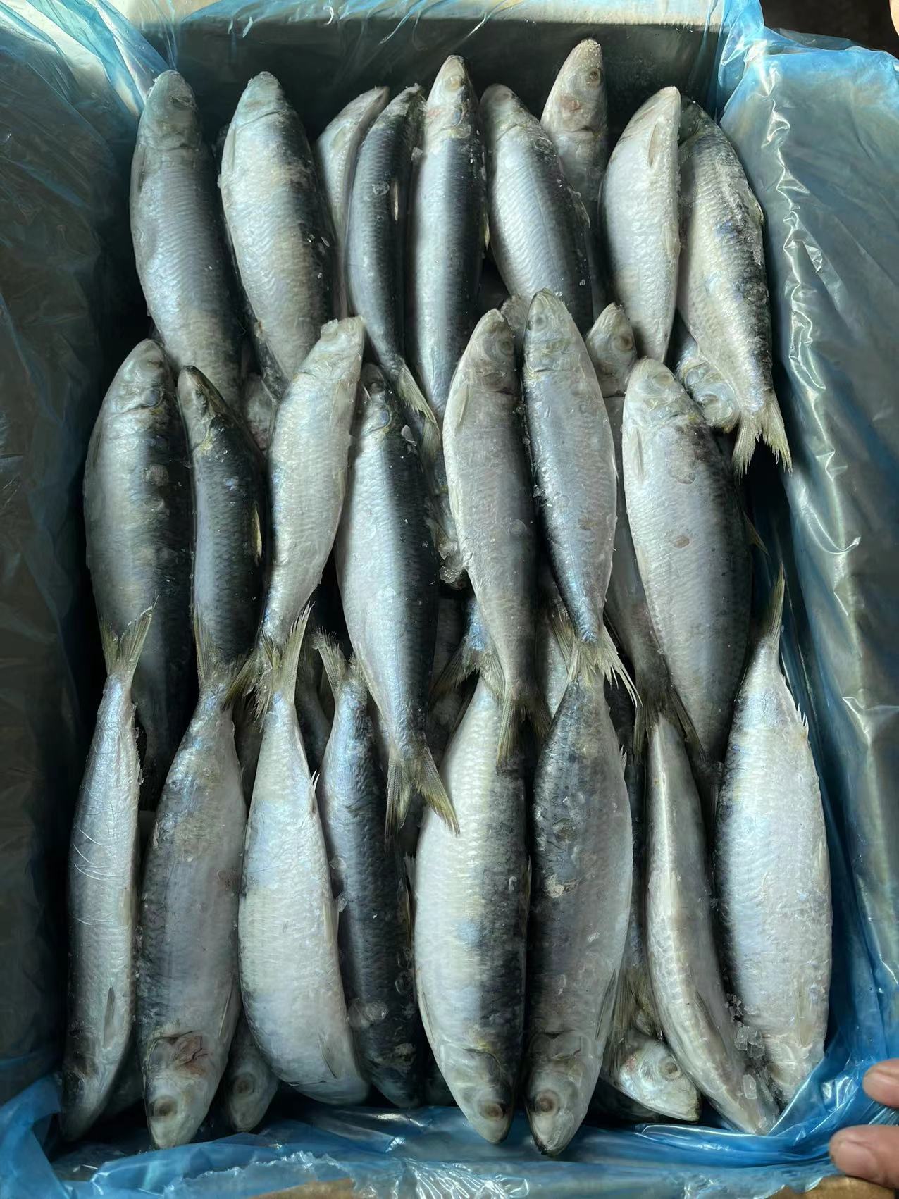 Sardine Fish (5)