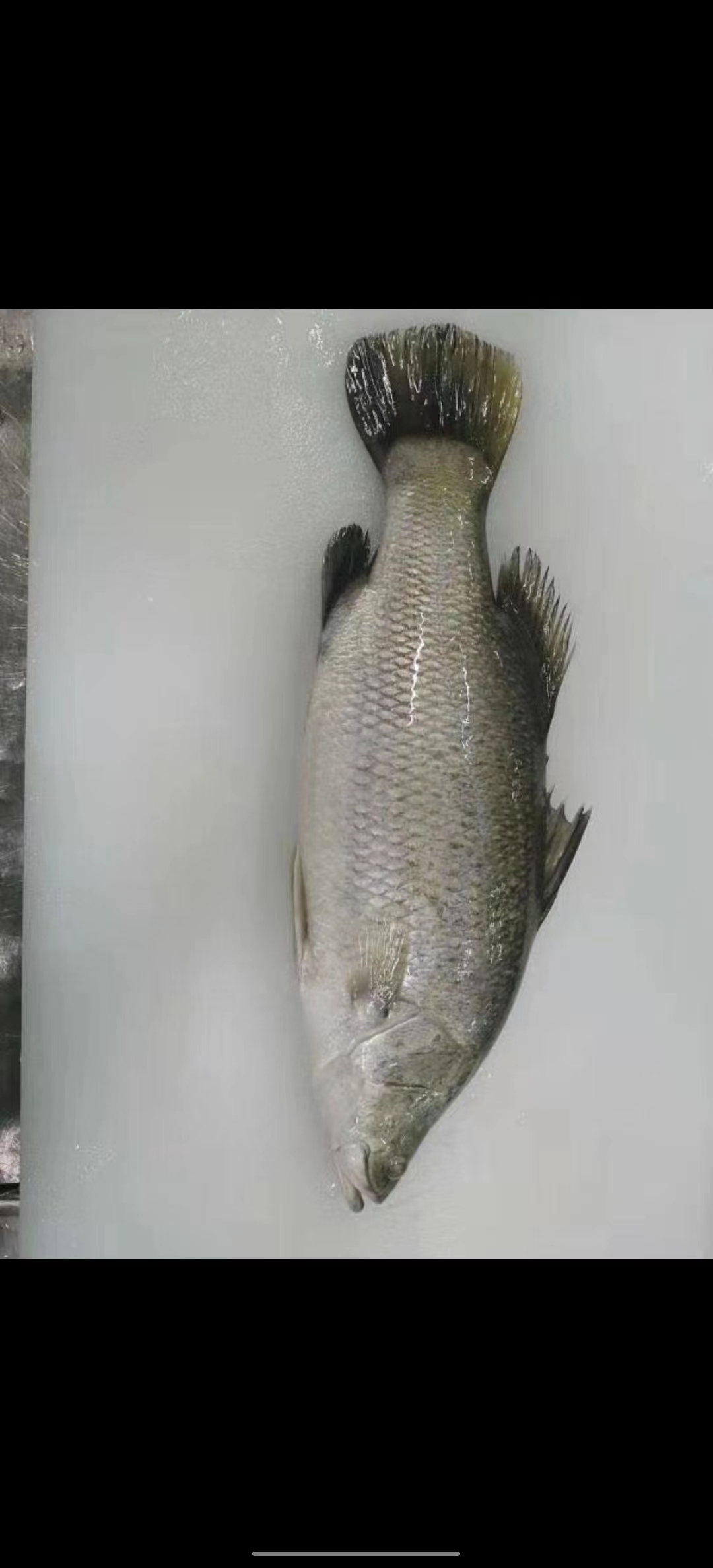 sea bass (4)
