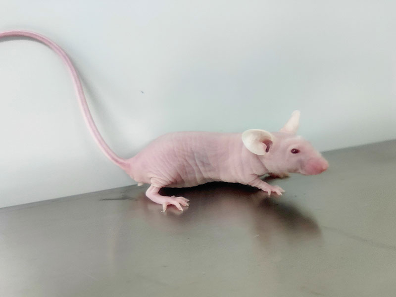 BALB/c-nu Mice（BALB/c裸鼠）