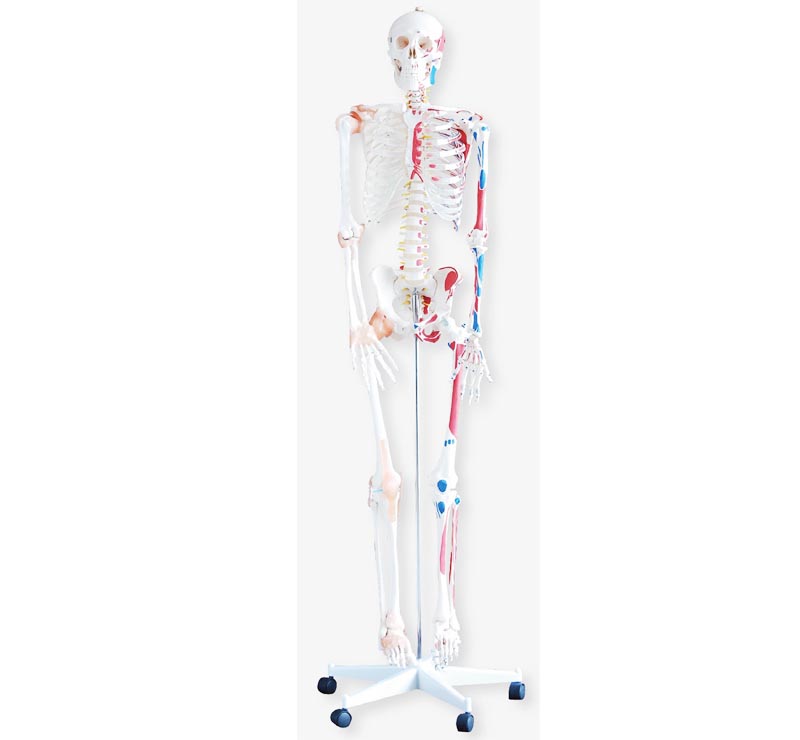 人体骨骼附肌肉着色及韧带模型180CM