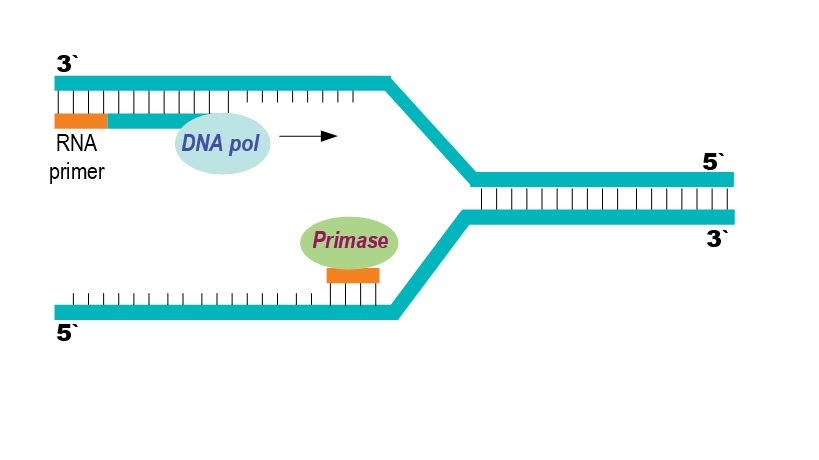 Comparison and selection of primers, what is the difference between normal PCR and qPCR?