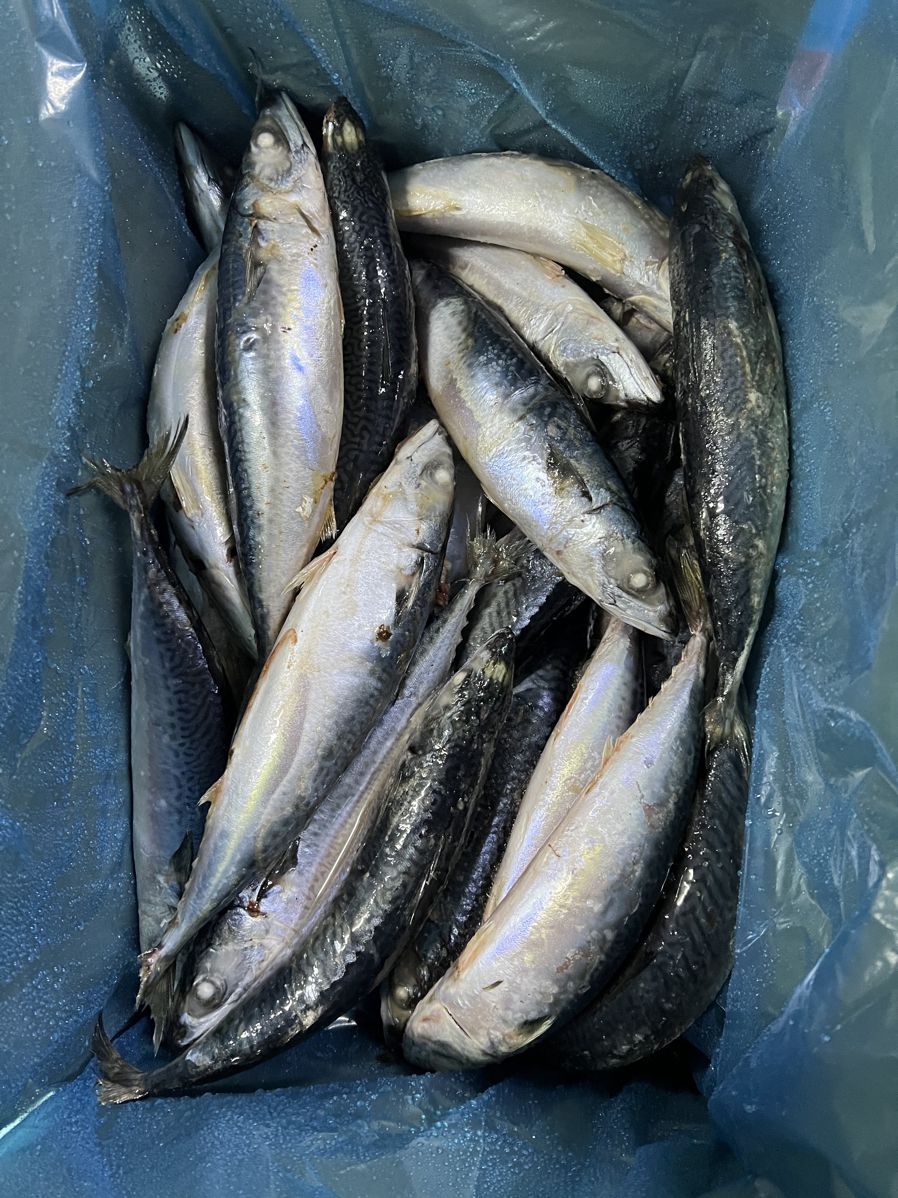 pacific mackerel (3)