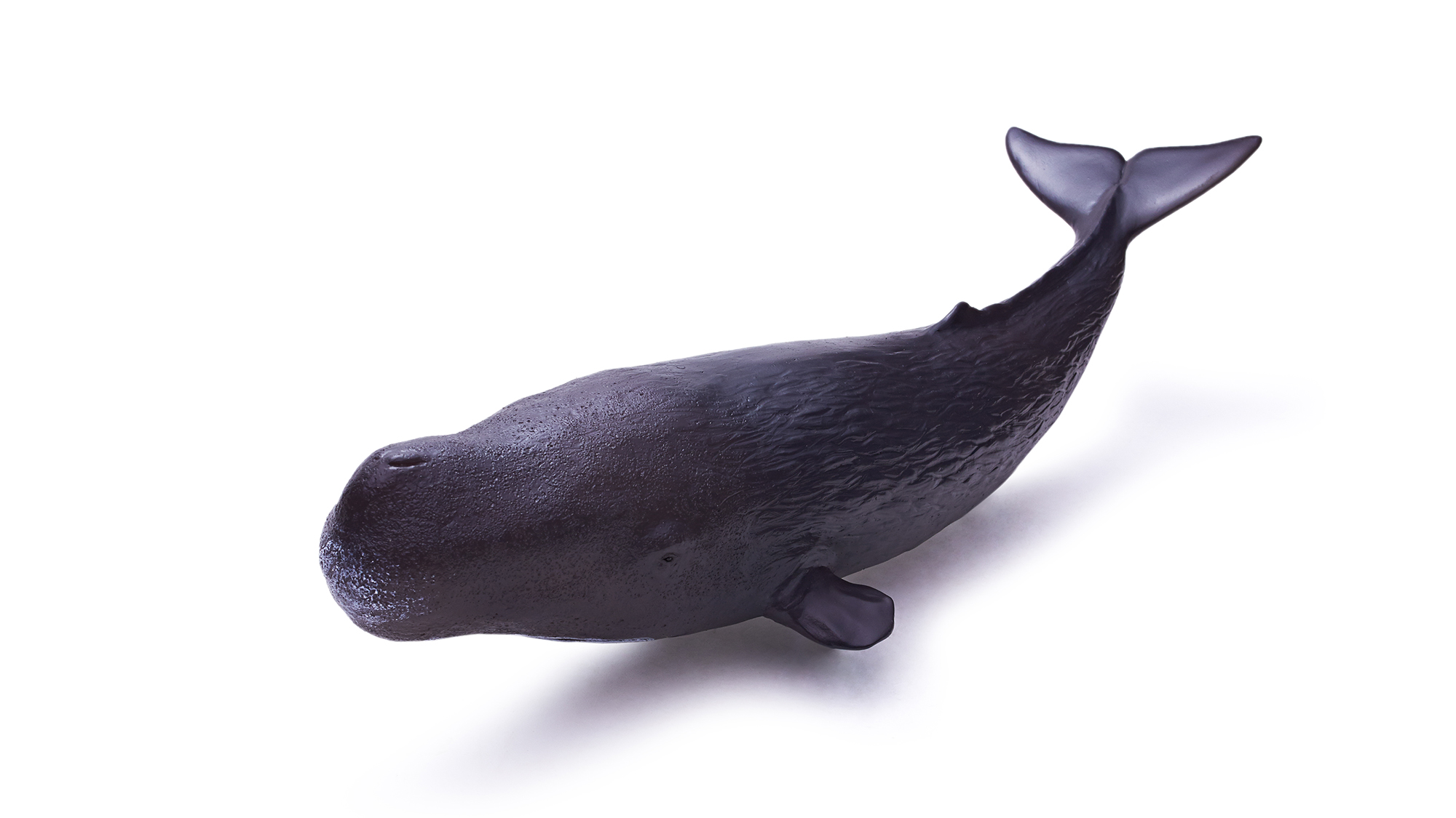 Marine Animal Toy - Sperm Whale Toy｜Physeter macrocephalus