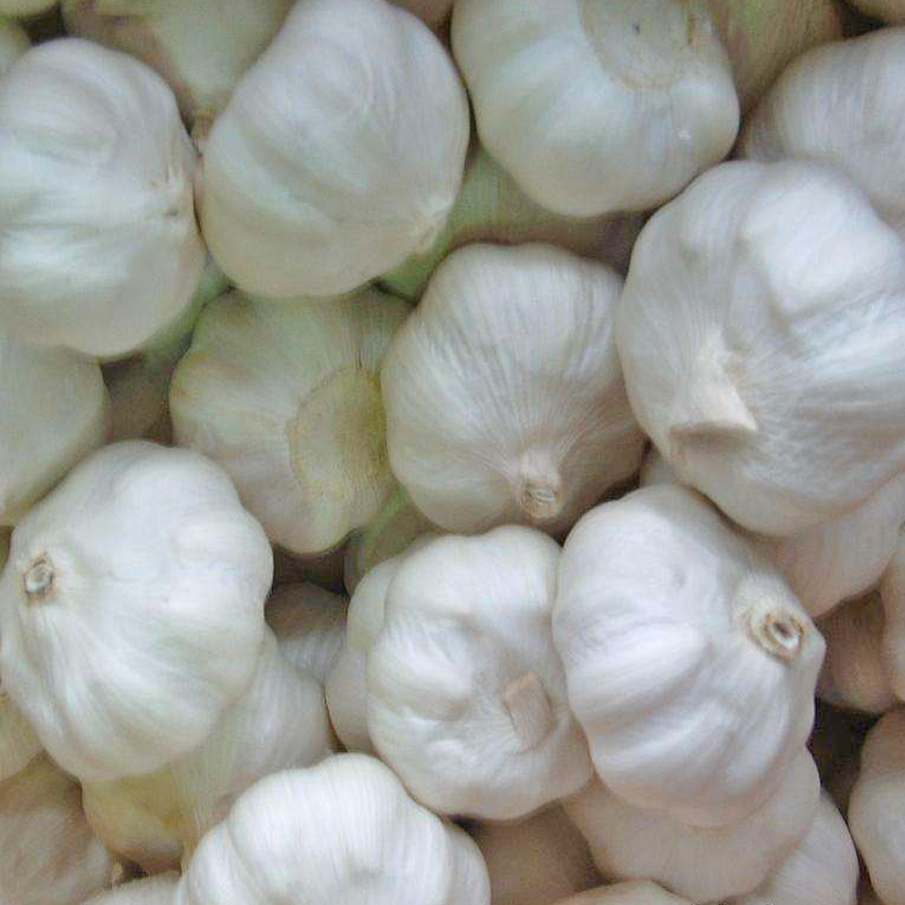 Fresh Garlic 