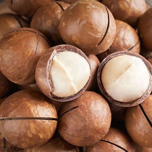 Chinese Macadamia Nut