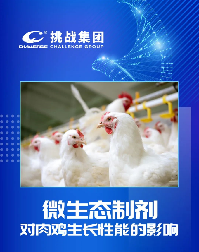 挑战技术｜微生态制剂对肉鸡生长性能的影响