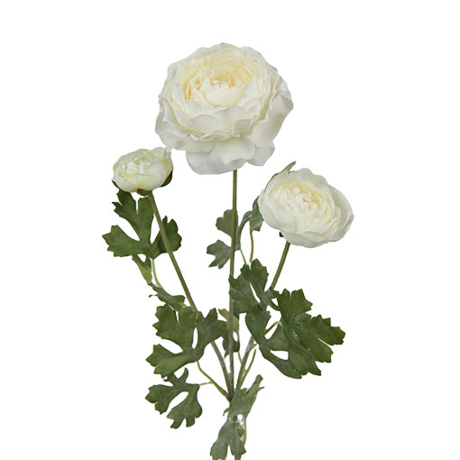 The graceful ranunculus manufacturers take you to understand the morphological characteristics of ranunculus