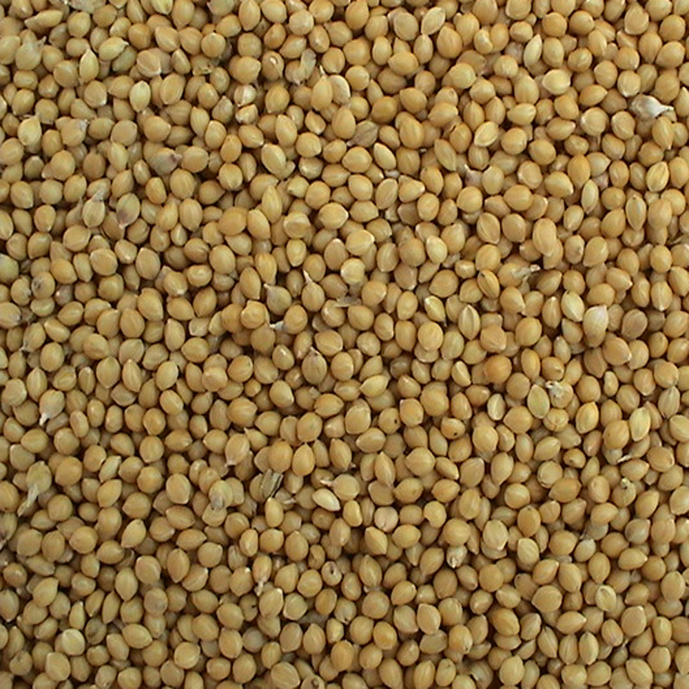 Chinese Yellow Millet