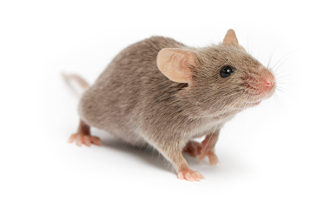 为科研作出贡献的动物们—DBA/2J小鼠