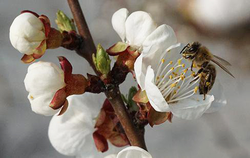The efficacy and role of bee pollination